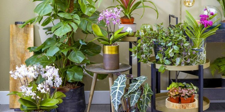 Quelle plante d'intérieur avec un chat ?