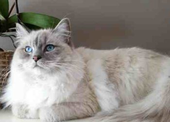 Quels sont les chats les plus gentils ?