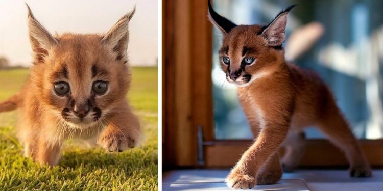 Quel est le chat le plus mignon du monde ?