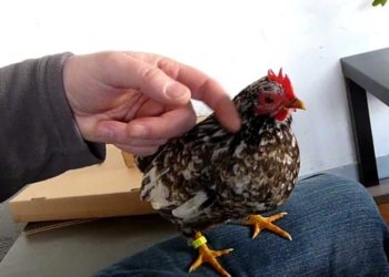 Quel est la plus petite poule ?