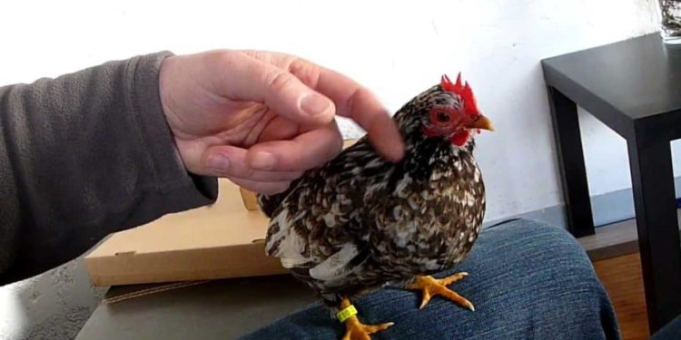 Quel est la plus petite poule ?