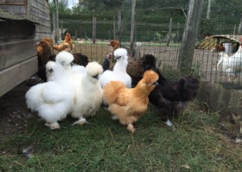 Comment Appelle-t-on une poule naine ?