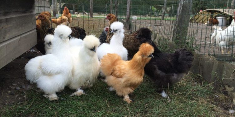 Comment Appelle-t-on une poule naine ?