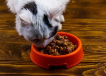 Est-ce que les chats sont des carnivores ?