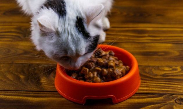 Est-ce que les chats sont des carnivores ?