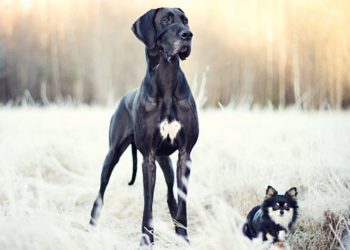 Est-ce que le dogue allemand est dangereux ?