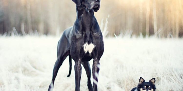 Est-ce que le dogue allemand est dangereux ?