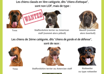 Quels sont les chiens de catégorie 1 et 2 ?
