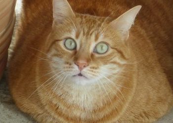 Quelles sont les différentes façons de caractériser le poil d'un chien ?