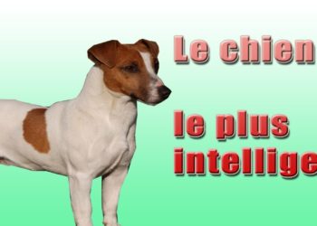 Quelle est le chien le plus intelligent ?