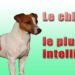 Quelle est le chien le plus intelligent ?