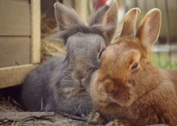 Quel est le lapin le plus calin ?
