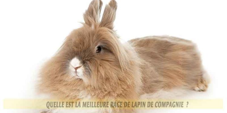 Quel est la meilleure race de lapin ?