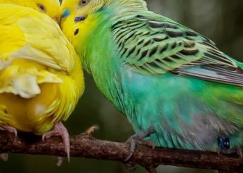 Quelle race de singe domestique ?