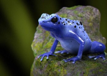 Quel est l'animal le plus dangereux d'Amazonie ?