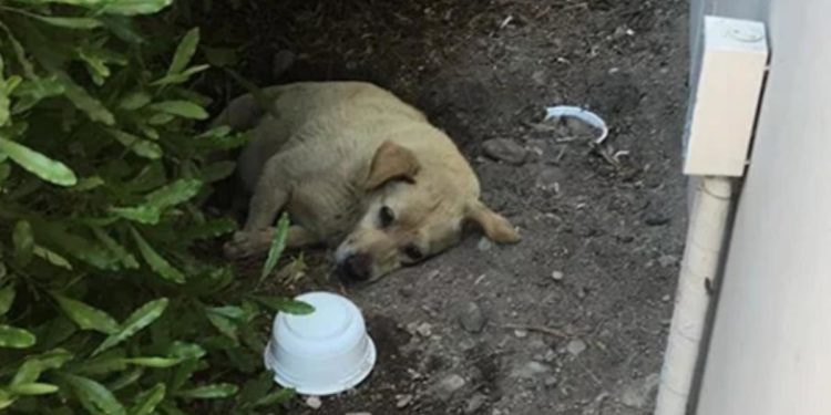 Est-ce qu'un chien peut se laisser mourir de faim ?