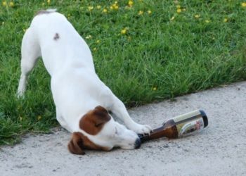 Puis-je donner des sardines en boite à mon chien ?