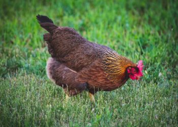 Comment donner du riz aux poules ?