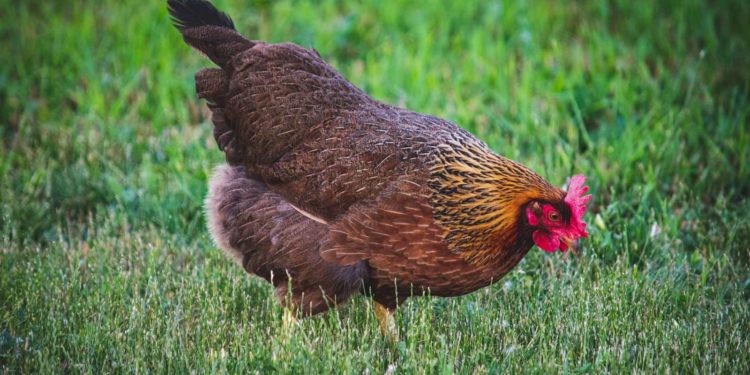 Comment donner du riz aux poules ?