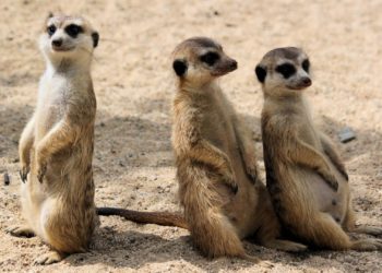 Quels sont les animaux qui vivent dans la jungle ?