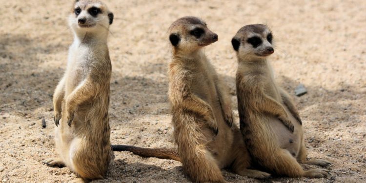 Quels sont les animaux qui vivent dans la jungle ?