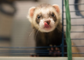 Quels sont les nouveaux animaux de compagnie ?