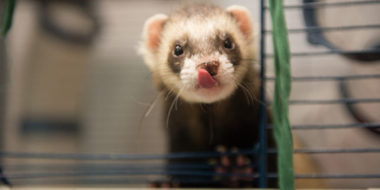 Quels sont les nouveaux animaux de compagnie ?