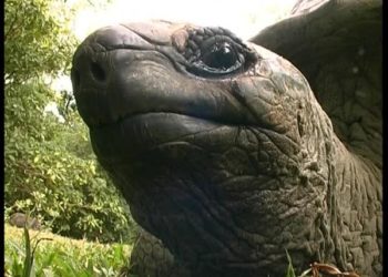 Quels sont les animaux qui vivent dans les arbres ?