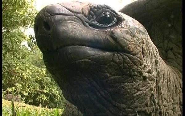 Quels sont les animaux qui vivent dans les arbres ?