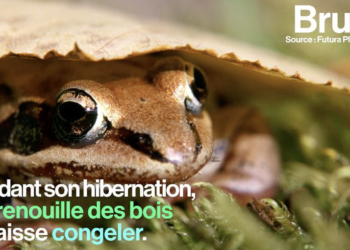 Quels sont les animaux qui hibernent l'hiver ?