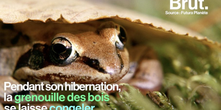 Quels sont les animaux qui hibernent l'hiver ?