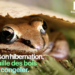 Quels sont les animaux qui hibernent l'hiver ?