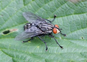 Quel animal mange des mouches ?