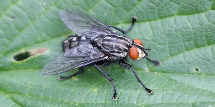 Quel animal mange des mouches ?