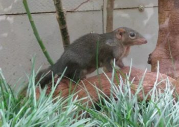 Quels animaux mangent des méduses ?