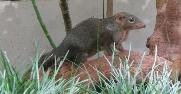 Quels animaux mangent des méduses ?