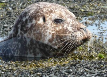 Quels sont les animaux carnivores ?