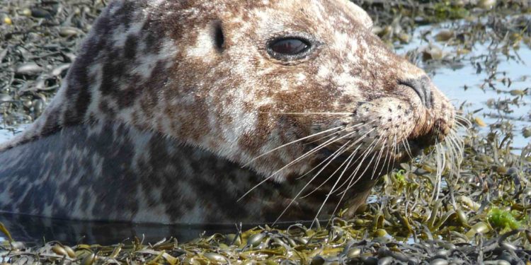 Quels sont les animaux carnivores ?