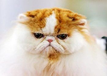 Est-ce que les animaux développent un langage ?