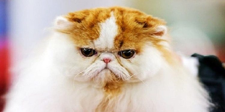 Est-ce que les animaux développent un langage ?