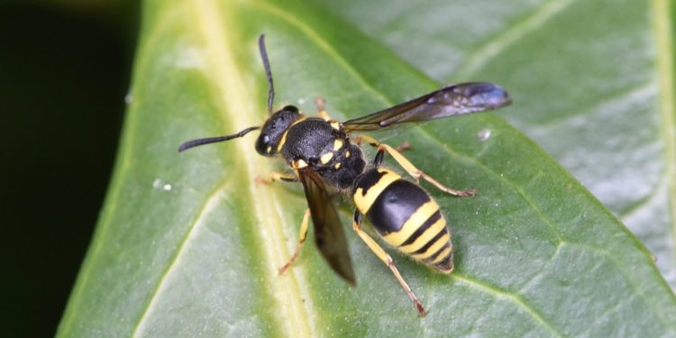 Quel animal a la langue noire ?