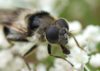 Quel animal est associé à la météorologie ?