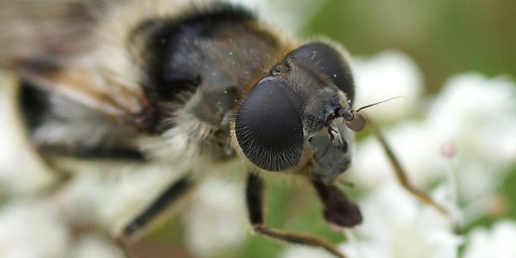 Quel animal est associé à la météorologie ?