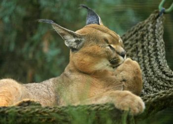 Quel animal commence par un C ?