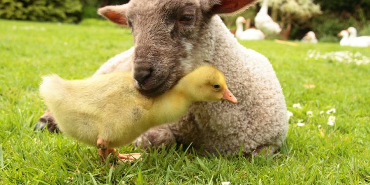 Comment s'appelle tous les animaux ?