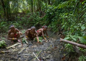 Qui vit dans la forêt amazonienne ?