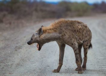 Quels sont les animaux qu'on retrouve en grand nombre dans la montagne ?