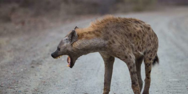 Quels sont les animaux qu'on retrouve en grand nombre dans la montagne ?