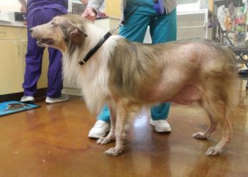 Quel traitement pour un chien qui perd ses poils ?