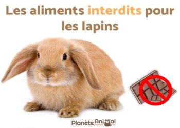Qu'est-ce qu'un lapin ne doit pas manger ?